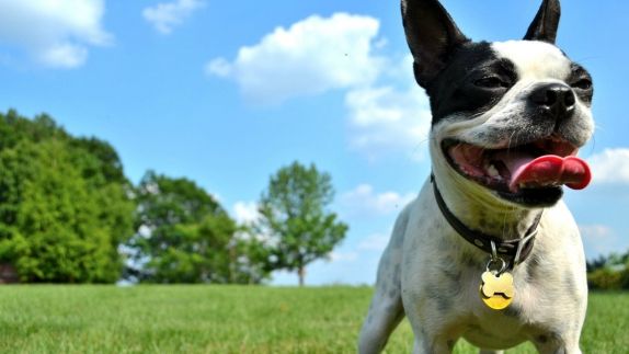 Pet Friendly Hotels Asheville Nc Aloft Downtown Pet Friendly Hotels Asheville Nc
